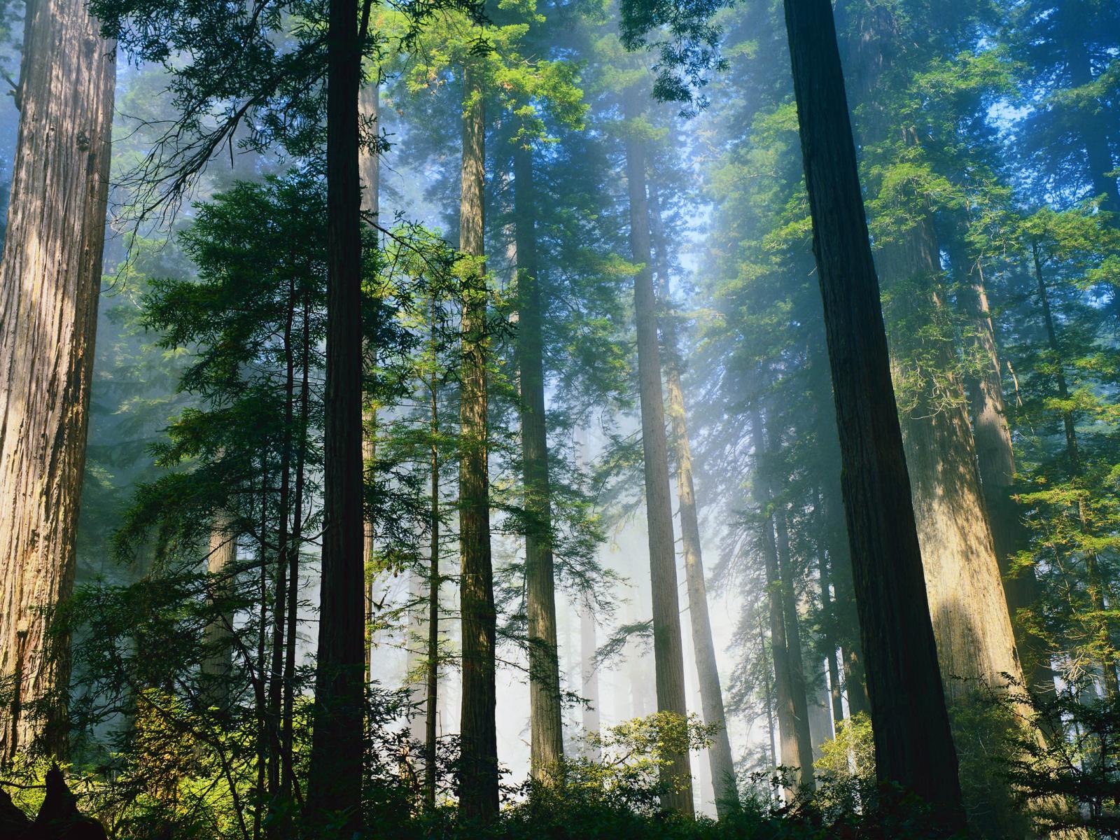 Redwood natural background